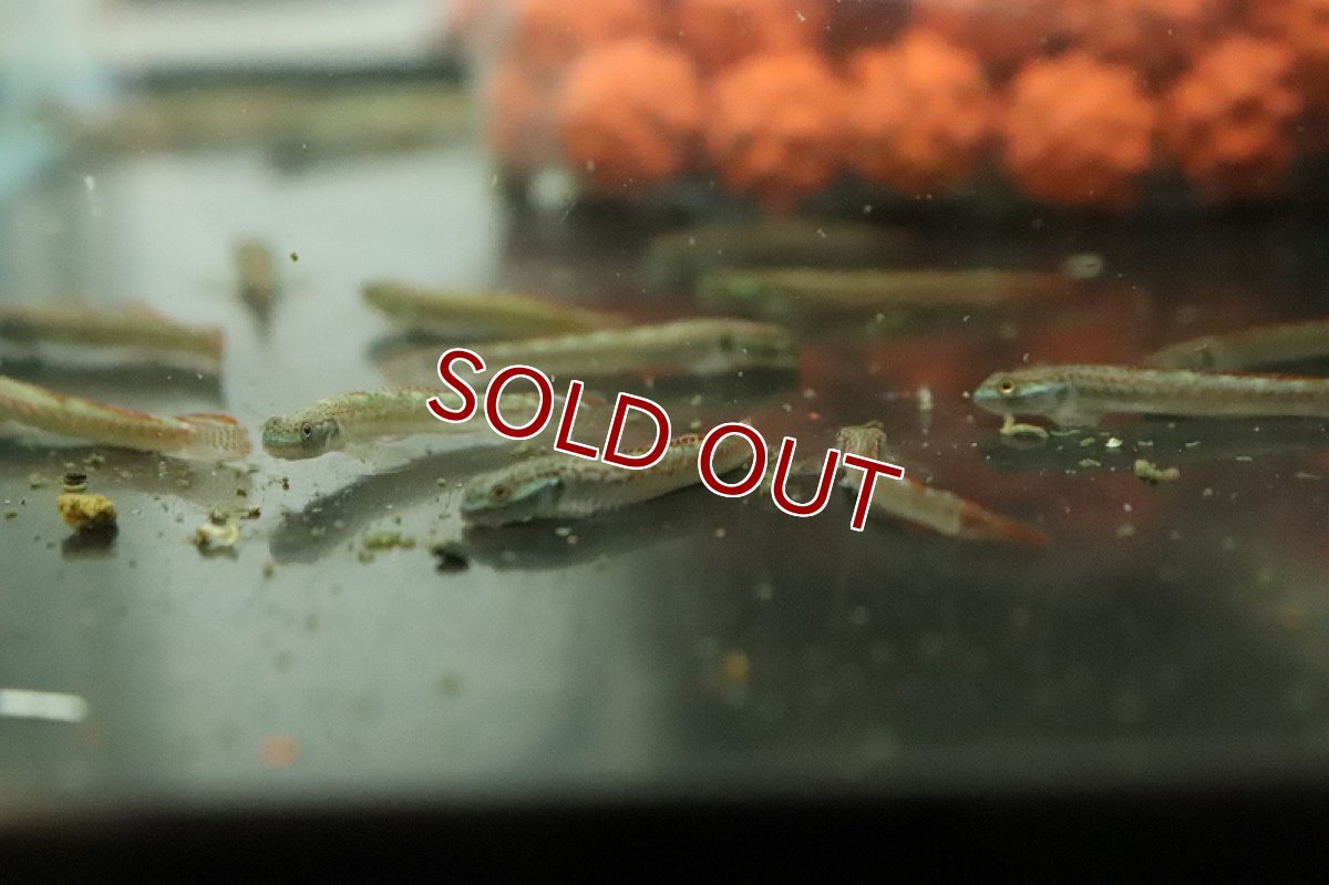 画像4: 【淡水魚】スティフォドン アンニアエ【１匹 サンプル画像】(ハゼ)(生体)(熱帯魚)NK (4)