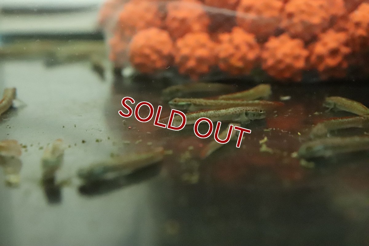 画像5: 【淡水魚】スティフォドン アンニアエ【１匹 サンプル画像】(ハゼ)(生体)(熱帯魚)NK (5)