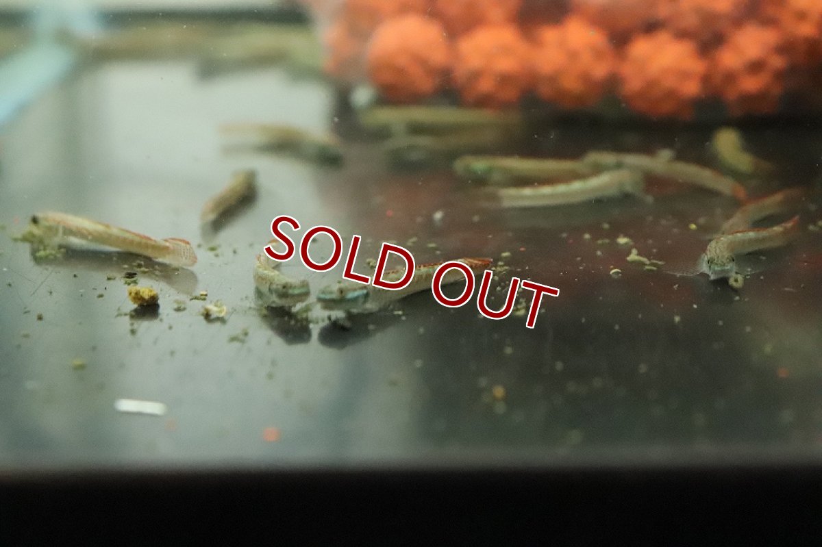 画像6: 【淡水魚】スティフォドン アンニアエ【１匹 サンプル画像】(ハゼ)(生体)(熱帯魚)NK (6)