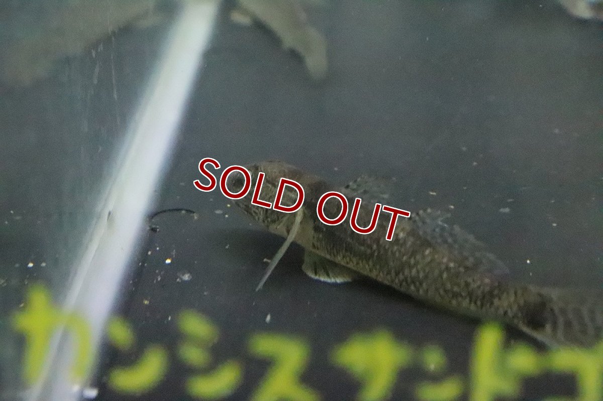 画像2: 【淡水魚】カンシス サンドゴビー【１匹 サンプル画像】(ハゼ)(生体)(熱帯魚)NK (2)