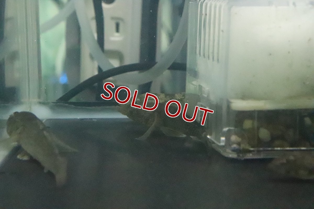 画像3: 【淡水魚】カンシス サンドゴビー【１匹 サンプル画像】(ハゼ)(生体)(熱帯魚)NK (3)