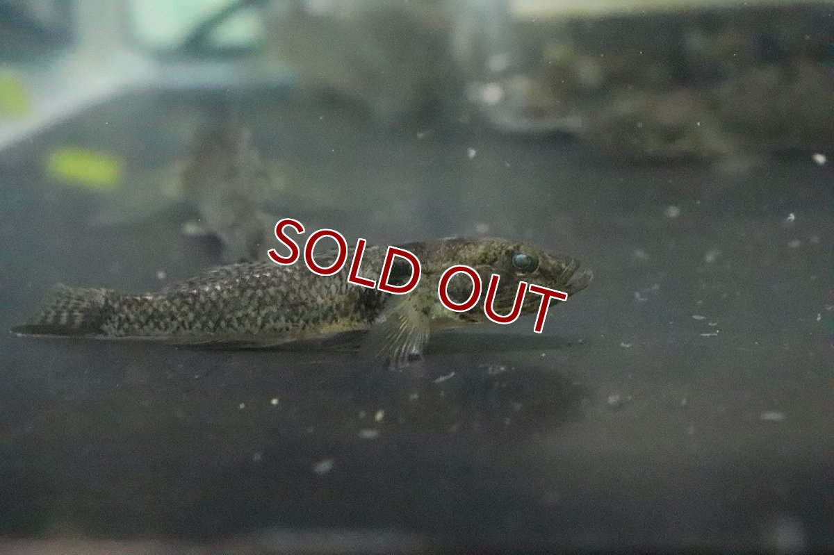 画像4: 【淡水魚】カンシス サンドゴビー【１匹 サンプル画像】(ハゼ)(生体)(熱帯魚)NK (4)