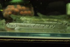 画像1: 【淡水魚】【通販】売り切りセール デルヘッジィゴビー【１匹 サンプル画像】(ハゼ)(生体)(熱帯魚)NK (1)