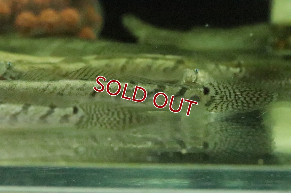 画像2: 【淡水魚】売り切りセール デルヘッジィゴビー【１匹 サンプル画像】(ハゼ)(生体)(熱帯魚)NK (2)