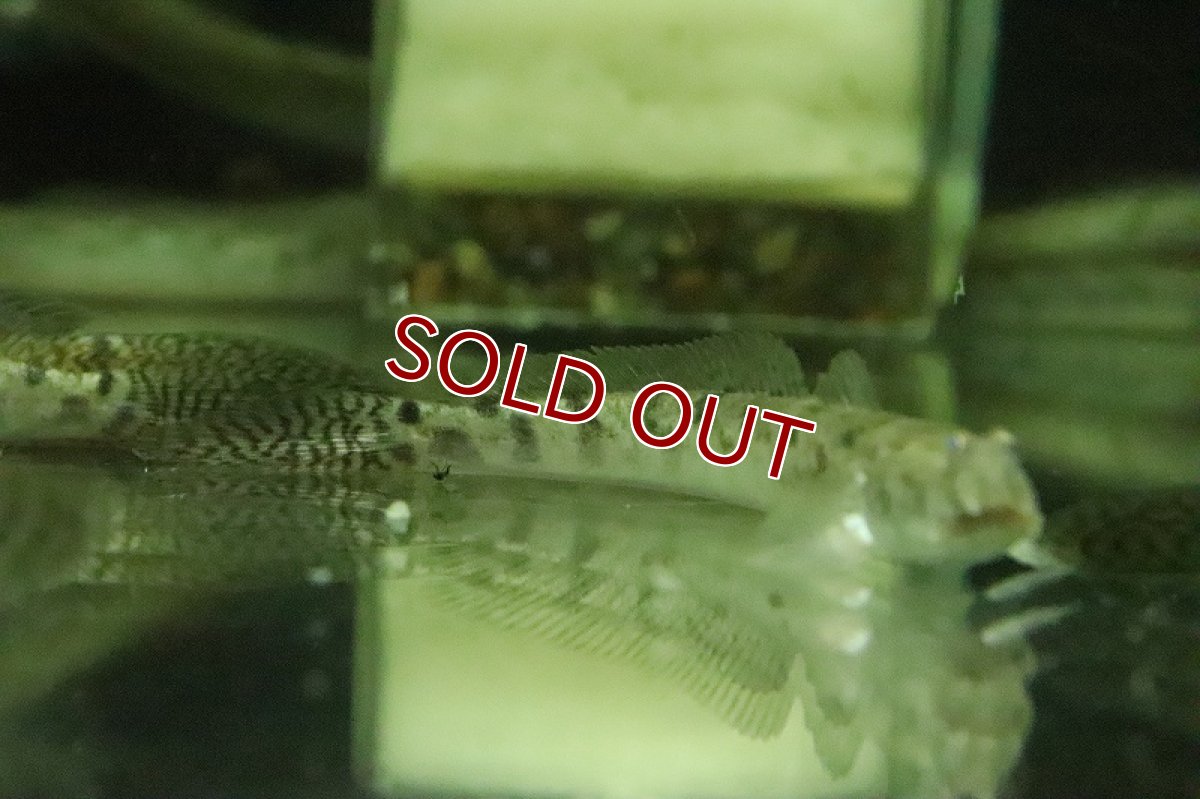 画像3: 【淡水魚】売り切りセール デルヘッジィゴビー【１匹 サンプル画像】(ハゼ)(生体)(熱帯魚)NK (3)