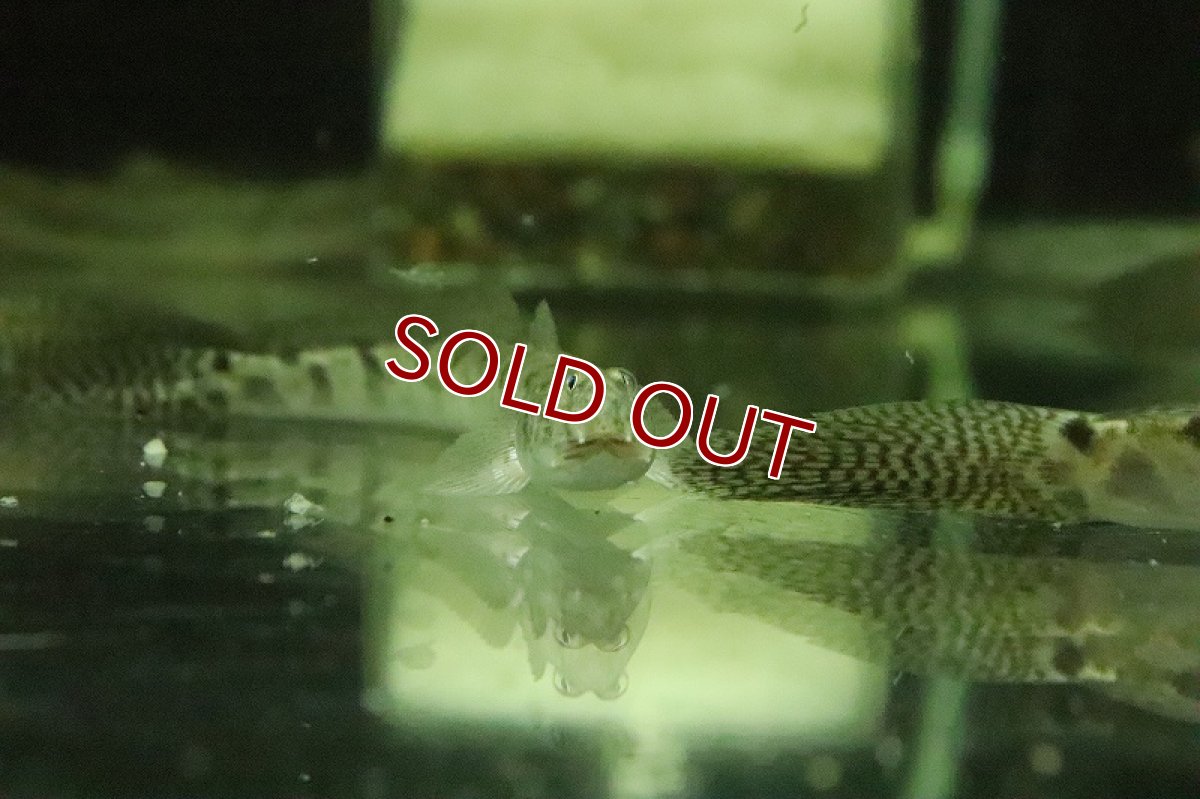 画像4: 【淡水魚】売り切りセール デルヘッジィゴビー【１匹 サンプル画像】(ハゼ)(生体)(熱帯魚)NK (4)