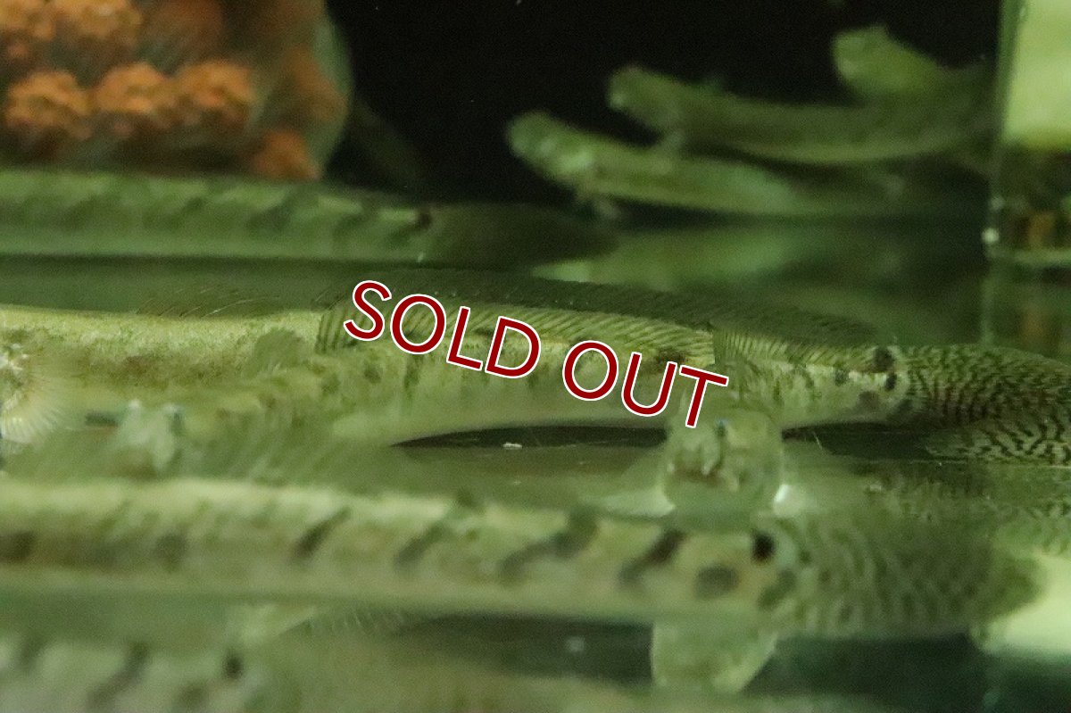 画像6: 【淡水魚】売り切りセール デルヘッジィゴビー【１匹 サンプル画像】(ハゼ)(生体)(熱帯魚)NK (6)