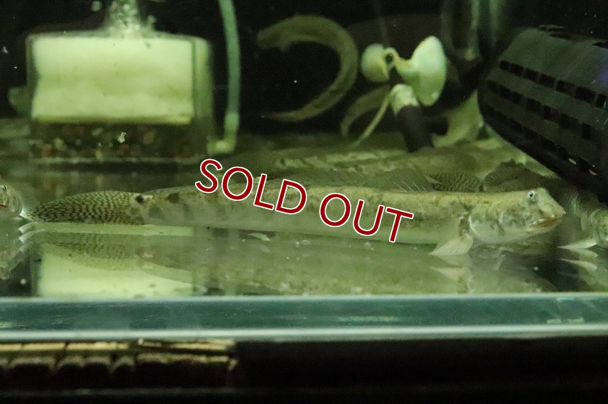 画像7: 【淡水魚】売り切りセール デルヘッジィゴビー【１匹 サンプル画像】(ハゼ)(生体)(熱帯魚)NK (7)