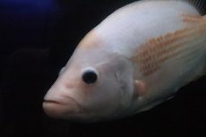 画像2: 【淡水魚】【通販】激安 ビッグサイズ ザンシックドビー【１匹 サンプル画像】(大型魚)(生体)(熱帯魚)NKO (2)