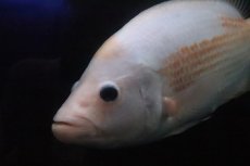 画像2: 【淡水魚】激安 ビッグサイズ ザンシックドビー【１匹 サンプル画像】(大型魚)(生体)(熱帯魚)NKO (2)