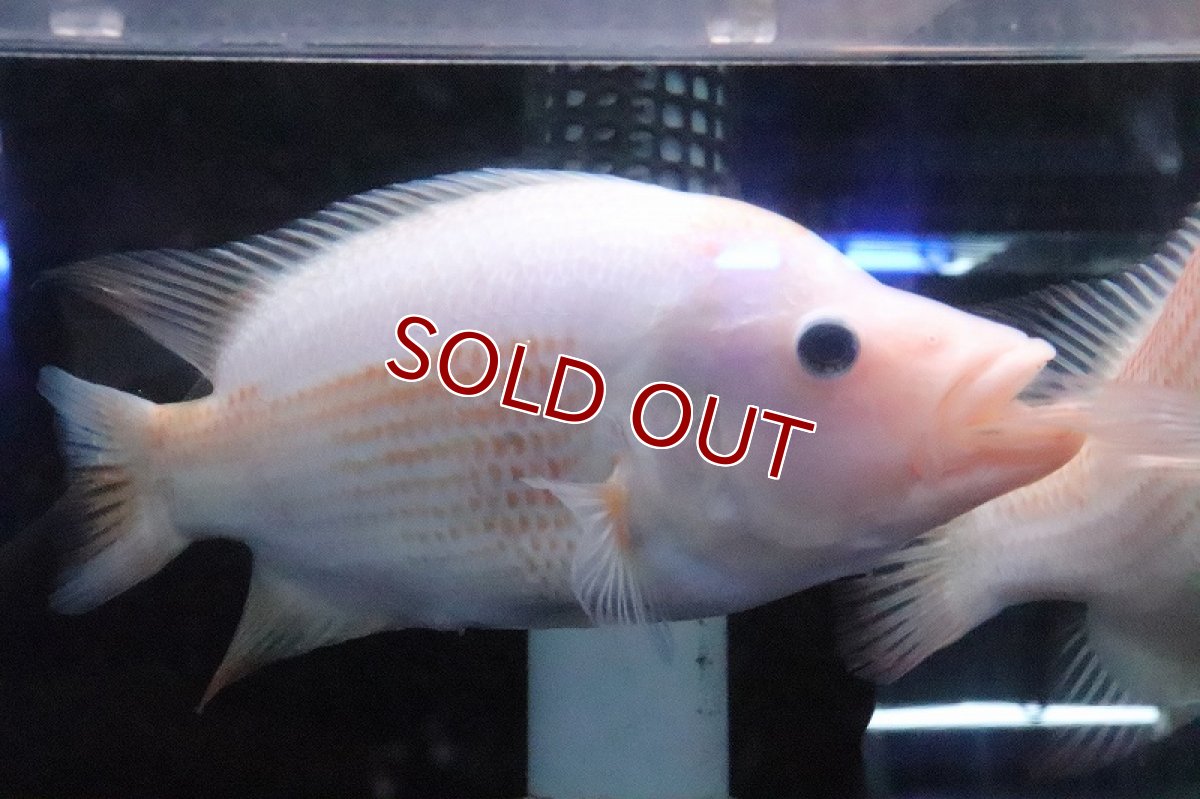 画像3: 【淡水魚】激安 ビッグサイズ ザンシックドビー【１匹 サンプル画像】(大型魚)(生体)(熱帯魚)NKO (3)