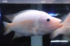 画像3: 【淡水魚】激安 ビッグサイズ ザンシックドビー【１匹 サンプル画像】(大型魚)(生体)(熱帯魚)NKO (3)
