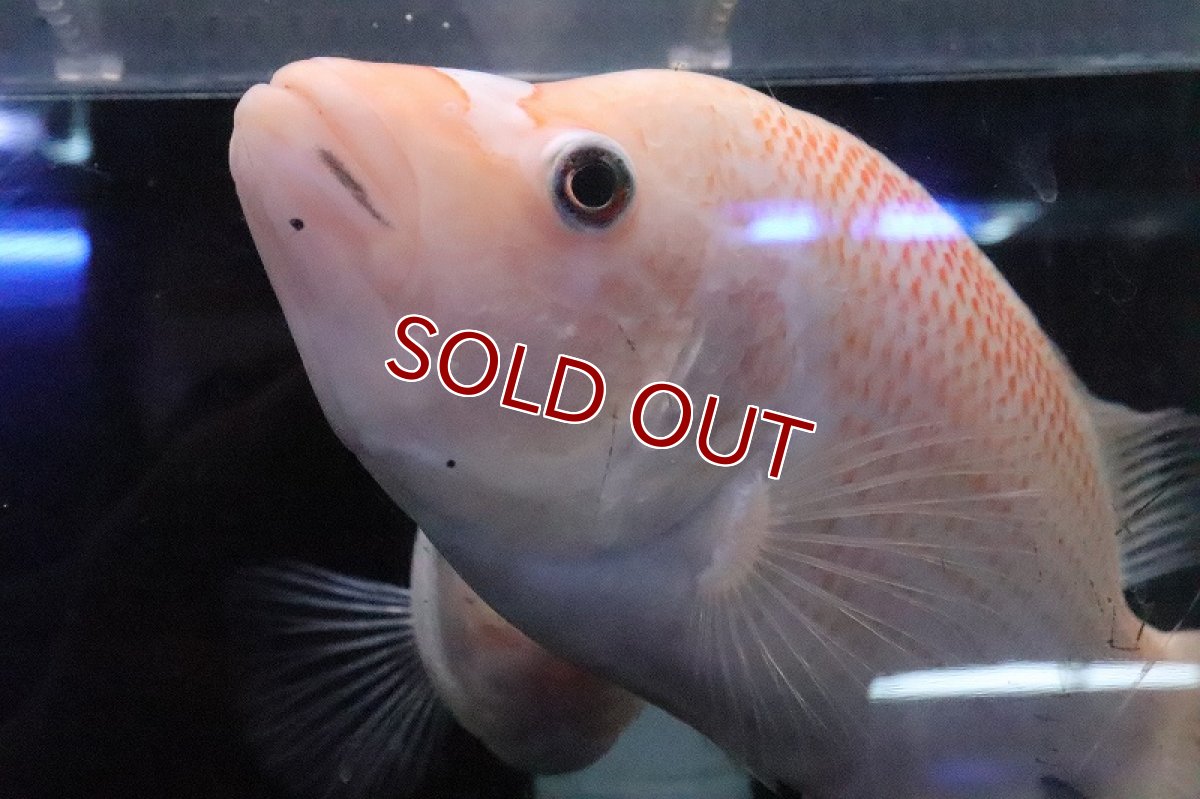 画像4: 【淡水魚】激安 ビッグサイズ ザンシックドビー【１匹 サンプル画像】(大型魚)(生体)(熱帯魚)NKO (4)