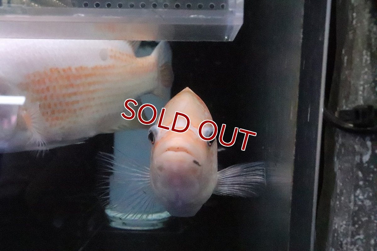 画像5: 【淡水魚】激安 ビッグサイズ ザンシックドビー【１匹 サンプル画像】(大型魚)(生体)(熱帯魚)NKO (5)