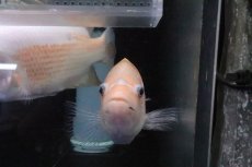 画像5: 【淡水魚】激安 ビッグサイズ ザンシックドビー【１匹 サンプル画像】(大型魚)(生体)(熱帯魚)NKO (5)