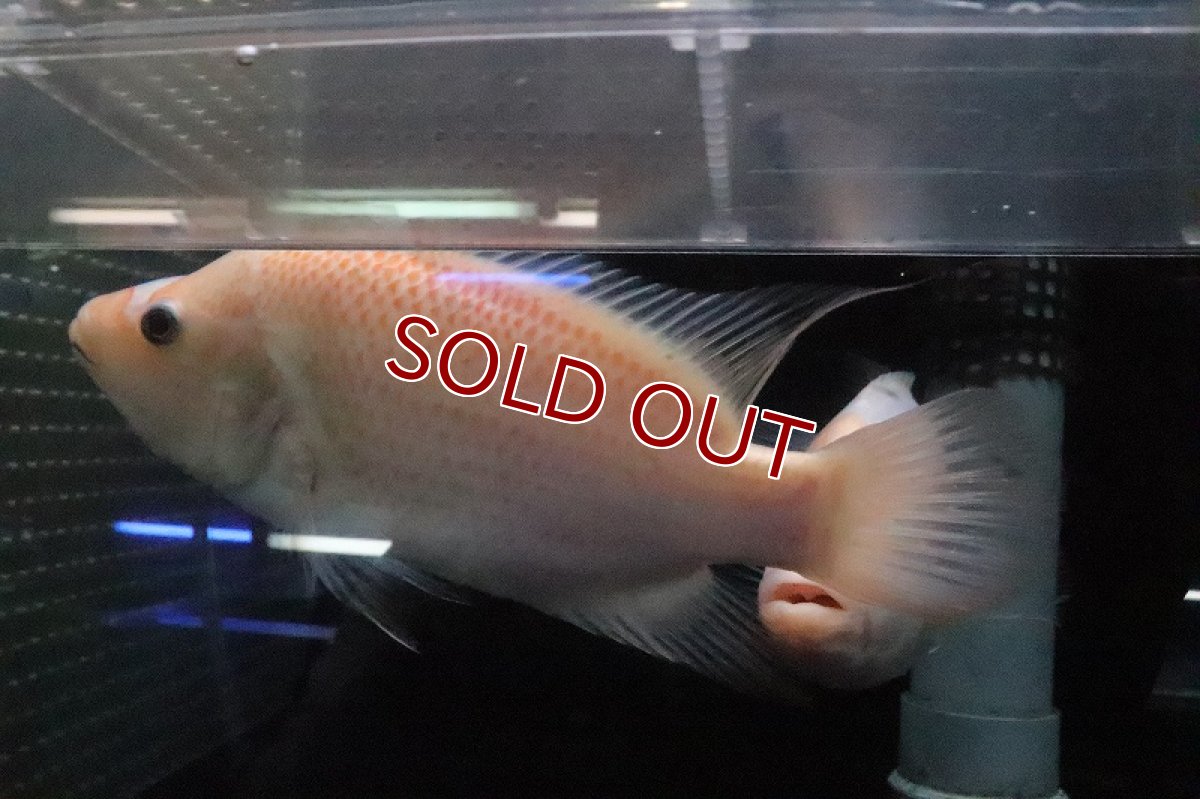 画像6: 【淡水魚】激安 ビッグサイズ ザンシックドビー【１匹 サンプル画像】(大型魚)(生体)(熱帯魚)NKO (6)