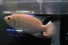 画像6: 【淡水魚】激安 ビッグサイズ ザンシックドビー【１匹 サンプル画像】(大型魚)(生体)(熱帯魚)NKO (6)