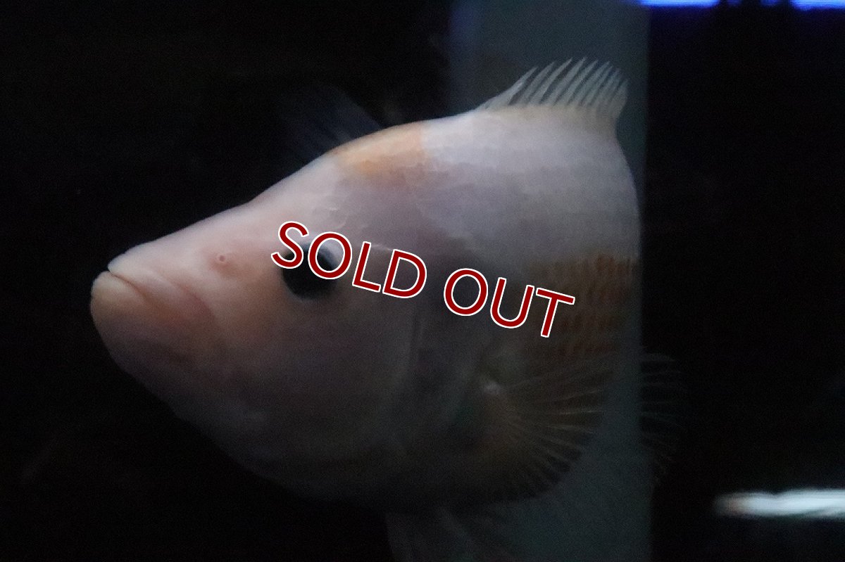 画像7: 【淡水魚】激安 ビッグサイズ ザンシックドビー【１匹 サンプル画像】(大型魚)(生体)(熱帯魚)NKO (7)