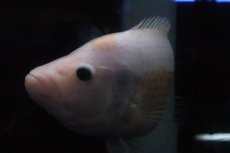 画像7: 【淡水魚】激安 ビッグサイズ ザンシックドビー【１匹 サンプル画像】(大型魚)(生体)(熱帯魚)NKO (7)