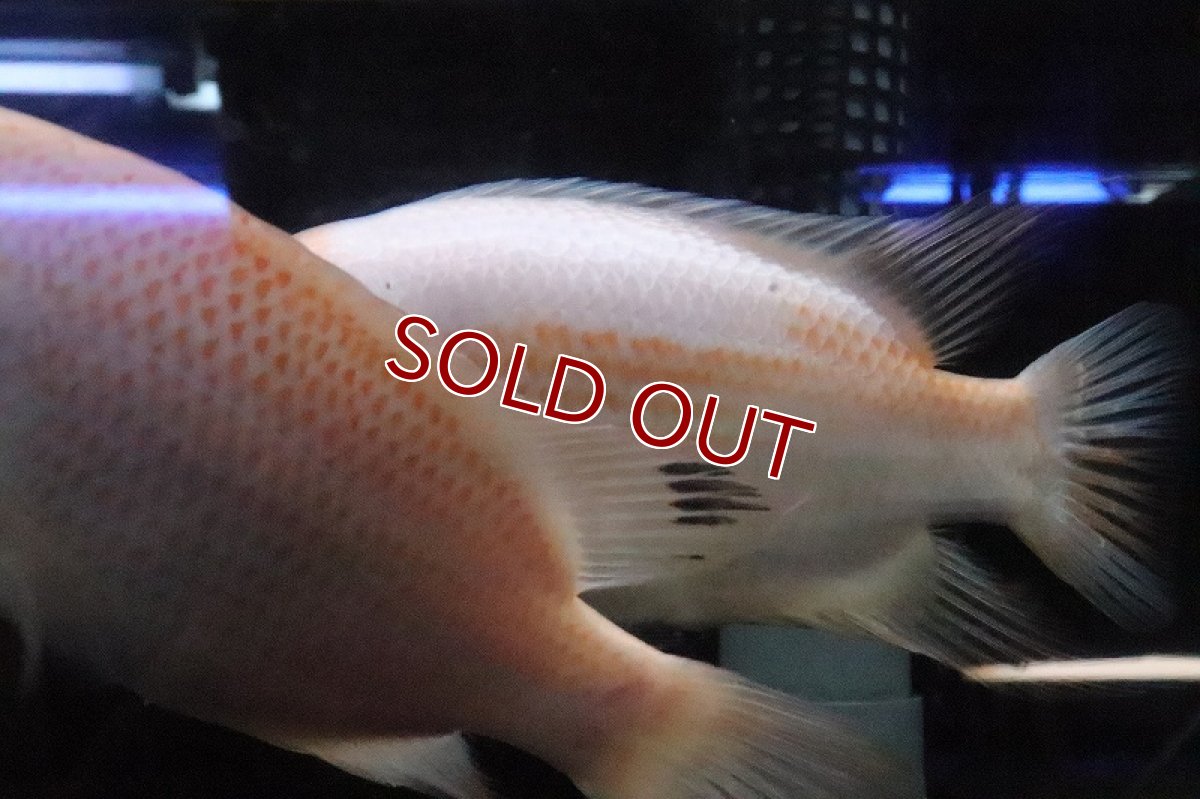 画像8: 【淡水魚】激安 ビッグサイズ ザンシックドビー【１匹 サンプル画像】(大型魚)(生体)(熱帯魚)NKO (8)