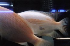 画像8: 【淡水魚】激安 ビッグサイズ ザンシックドビー【１匹 サンプル画像】(大型魚)(生体)(熱帯魚)NKO (8)