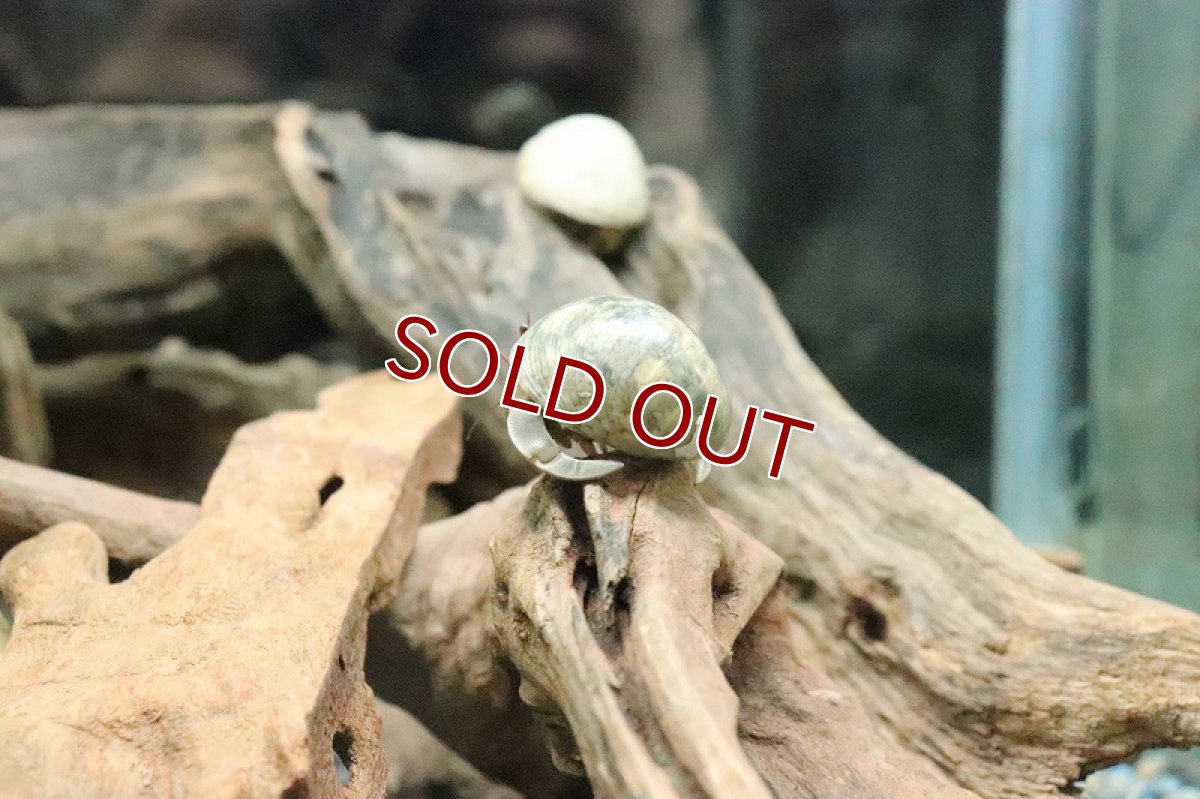 画像2: 【淡水魚】オカヤドカリ ミックスおまかせカラー 【１匹 サンプル画像】(Sサイズ)(ヤドカリ)(生体)(熱帯魚)NK (2)