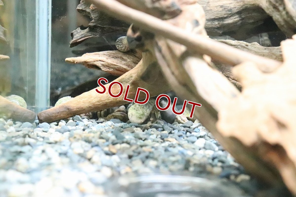 画像3: 【淡水魚】オカヤドカリ ミックスおまかせカラー 【１匹 サンプル画像】(Sサイズ)(ヤドカリ)(生体)(熱帯魚)NK (3)