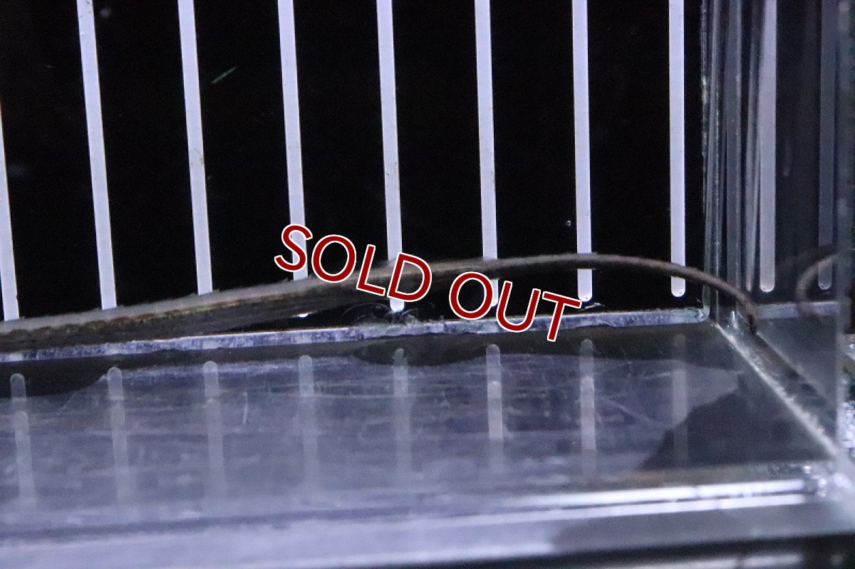 画像3: 【淡水魚】レインボーパイプフィッシュ 【１匹 サンプル画像】(パイプフィッシュ)(生体)(熱帯魚)NK (3)