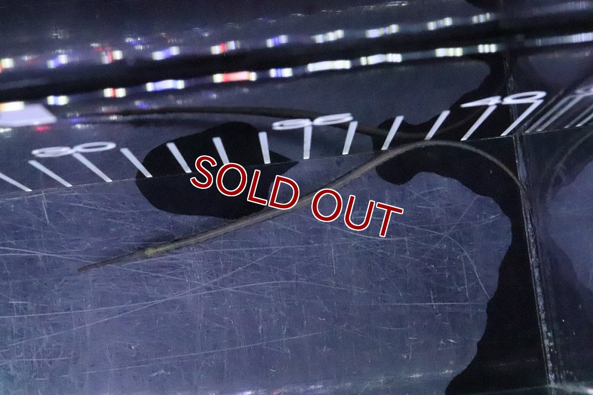 画像4: 【淡水魚】レインボーパイプフィッシュ 【１匹 サンプル画像】(パイプフィッシュ)(生体)(熱帯魚)NK (4)