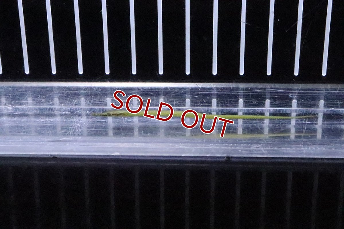 画像2: 【淡水魚】カメルーンパイプフィッシュ(アキュレータス)【１匹 サンプル画像】(パイプフィッシュ)(生体)(熱帯魚)NK (2)