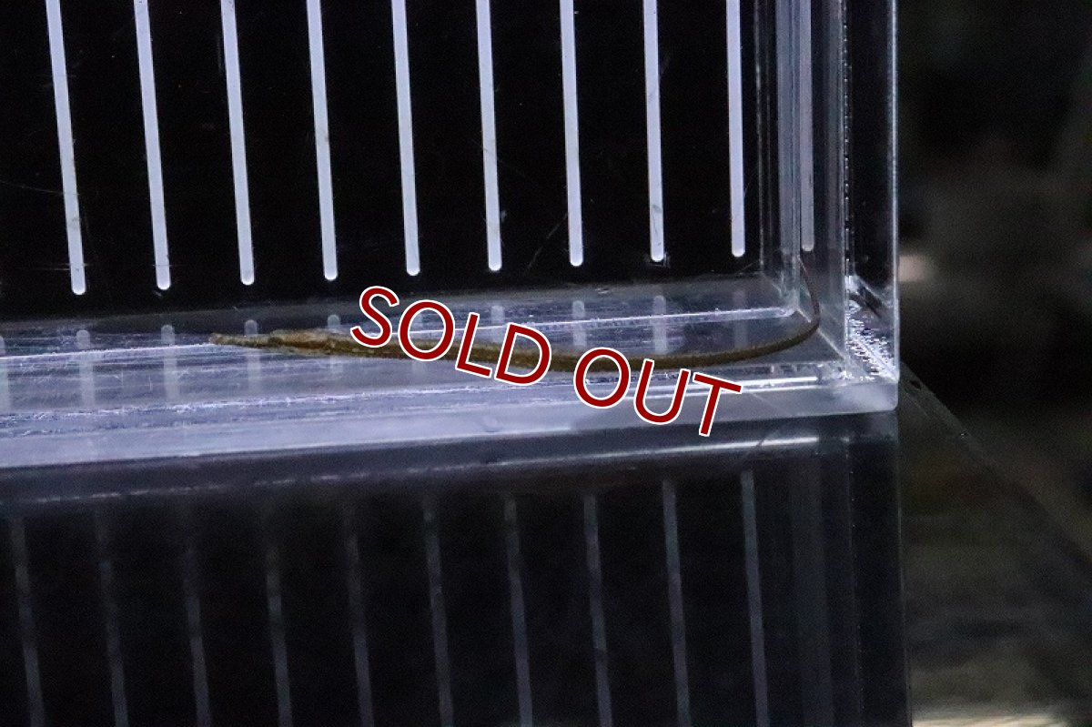 画像3: 【淡水魚】カメルーンパイプフィッシュ(アキュレータス)【１匹 サンプル画像】(パイプフィッシュ)(生体)(熱帯魚)NK (3)