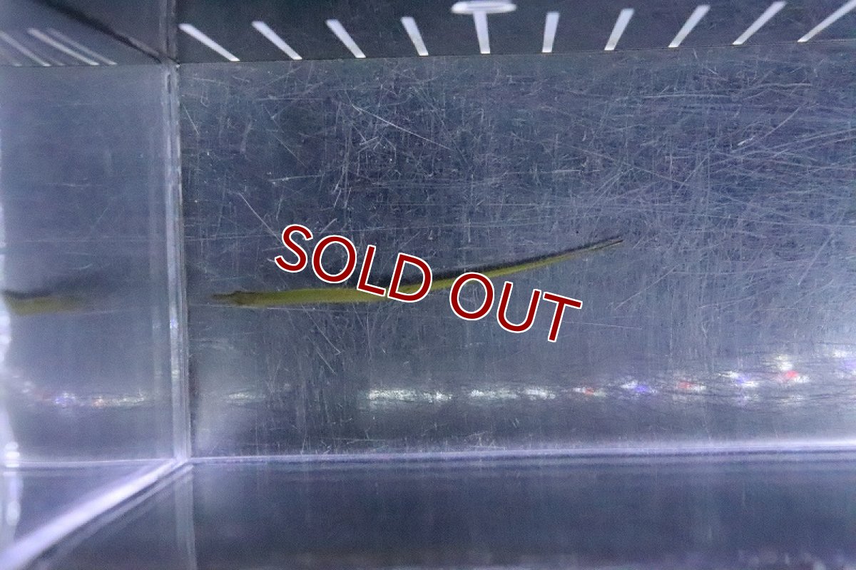 画像4: 【淡水魚】カメルーンパイプフィッシュ(アキュレータス)【１匹 サンプル画像】(パイプフィッシュ)(生体)(熱帯魚)NK (4)