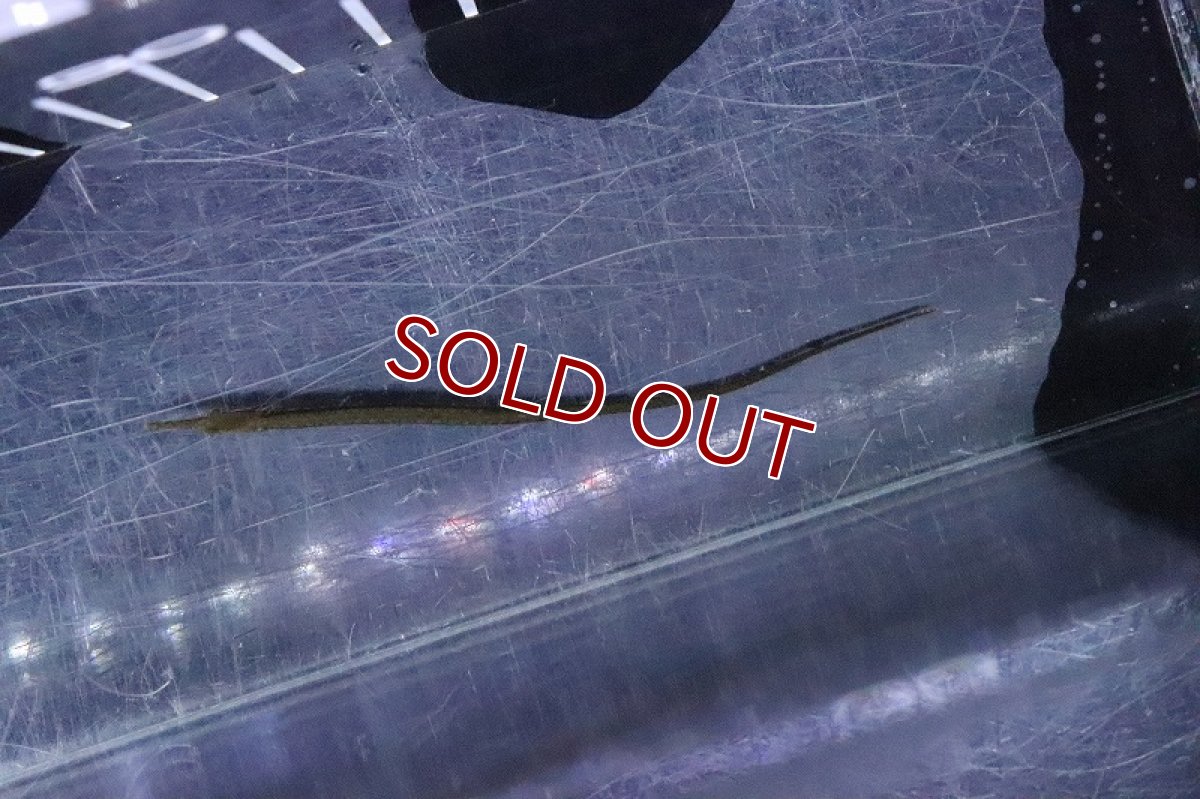 画像5: 【淡水魚】カメルーンパイプフィッシュ(アキュレータス)【１匹 サンプル画像】(パイプフィッシュ)(生体)(熱帯魚)NK (5)