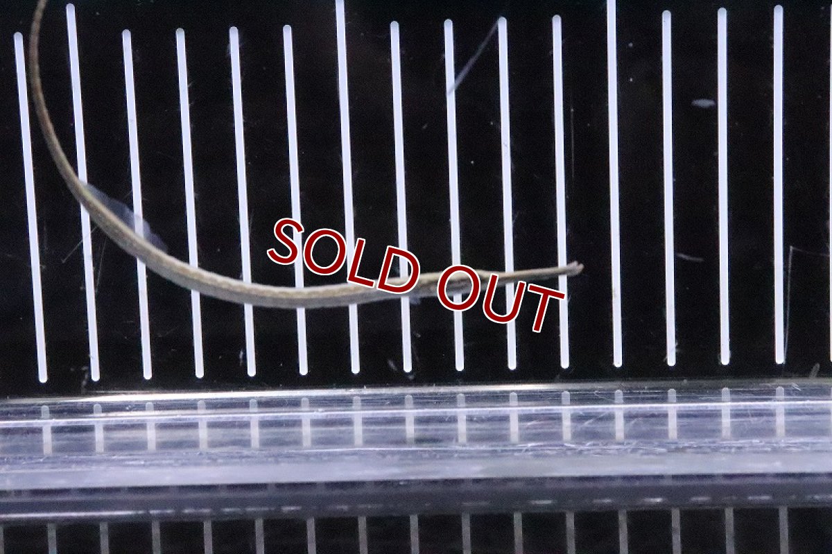 画像2: 【淡水魚】【通販】アフリカンパイプフィッシュ ナイジェリア産 ワイルド【１匹 サンプル画像】(パイプフィッシュ)(生体)(熱帯魚)NK (2)