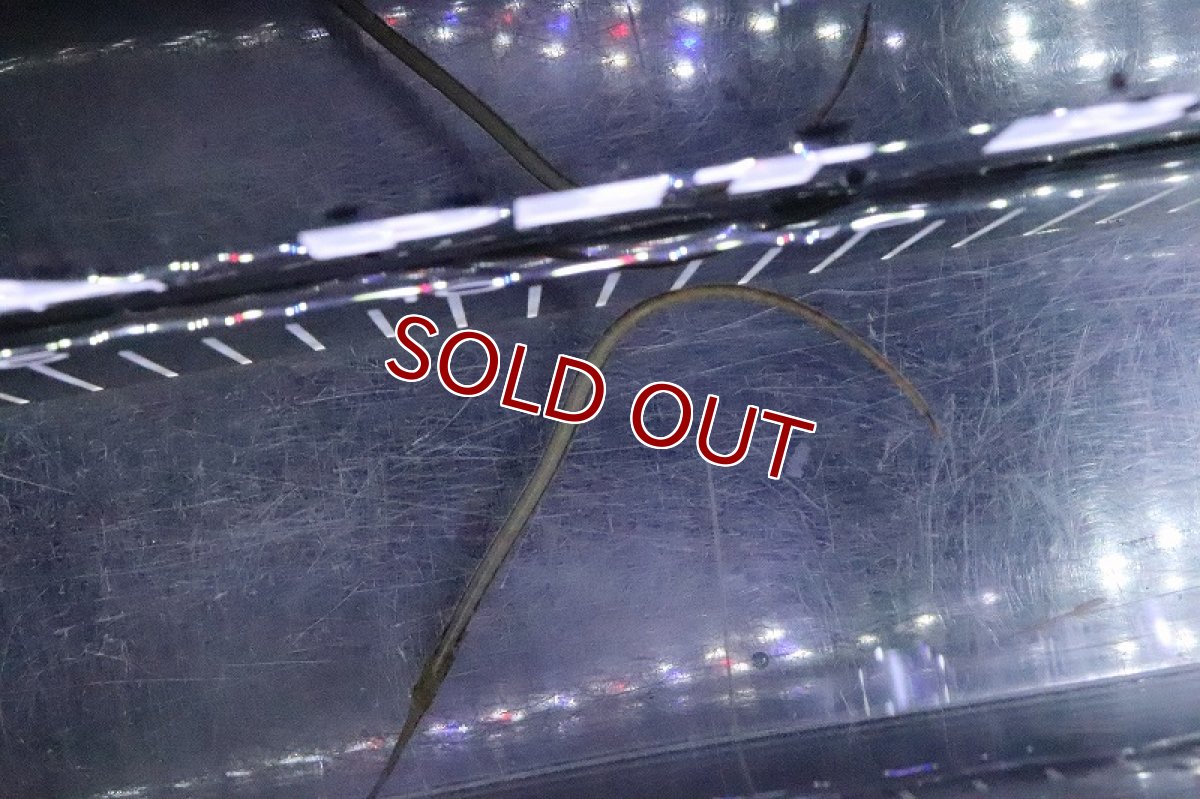 画像3: 【淡水魚】【通販】アフリカンパイプフィッシュ ナイジェリア産 ワイルド【１匹 サンプル画像】(パイプフィッシュ)(生体)(熱帯魚)NK (3)