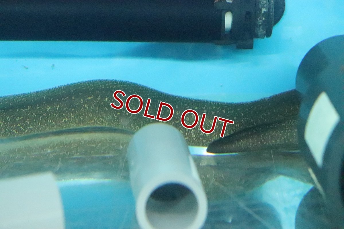 画像2: 【淡水魚】淡水ウツボ ホワイトスポット【１匹 サンプル画像】(±30-40cm)(ウツボ)(生体)(熱帯魚)NK (2)