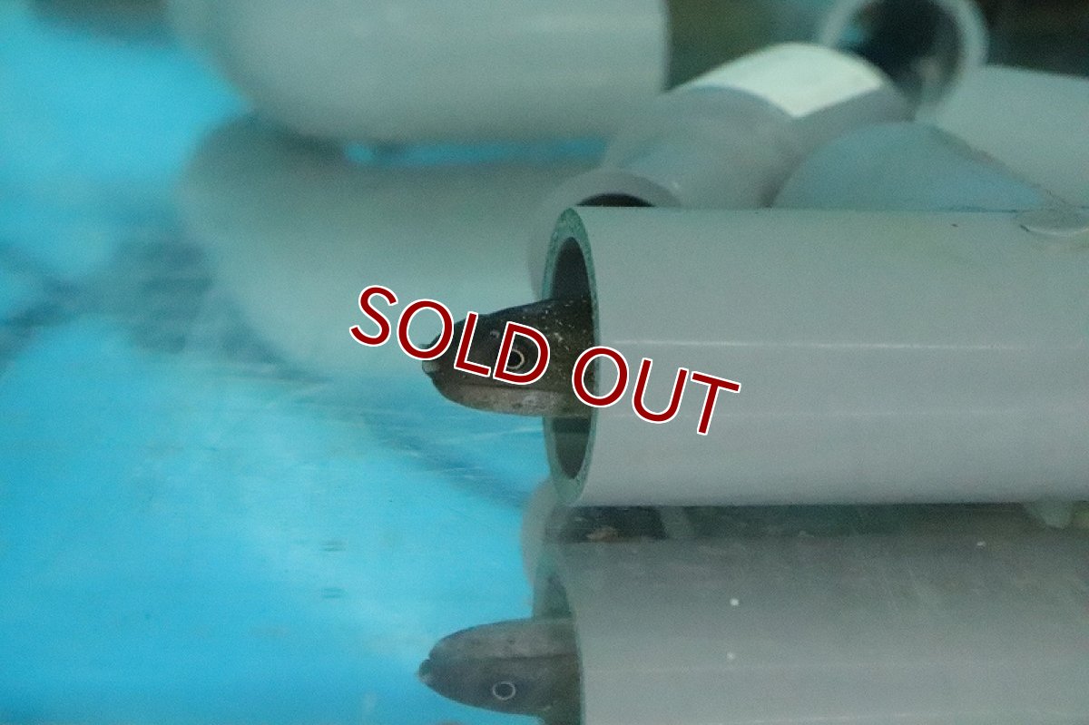 画像3: 【淡水魚】淡水ウツボ ホワイトスポット【１匹 サンプル画像】(±30-40cm)(ウツボ)(生体)(熱帯魚)NK (3)