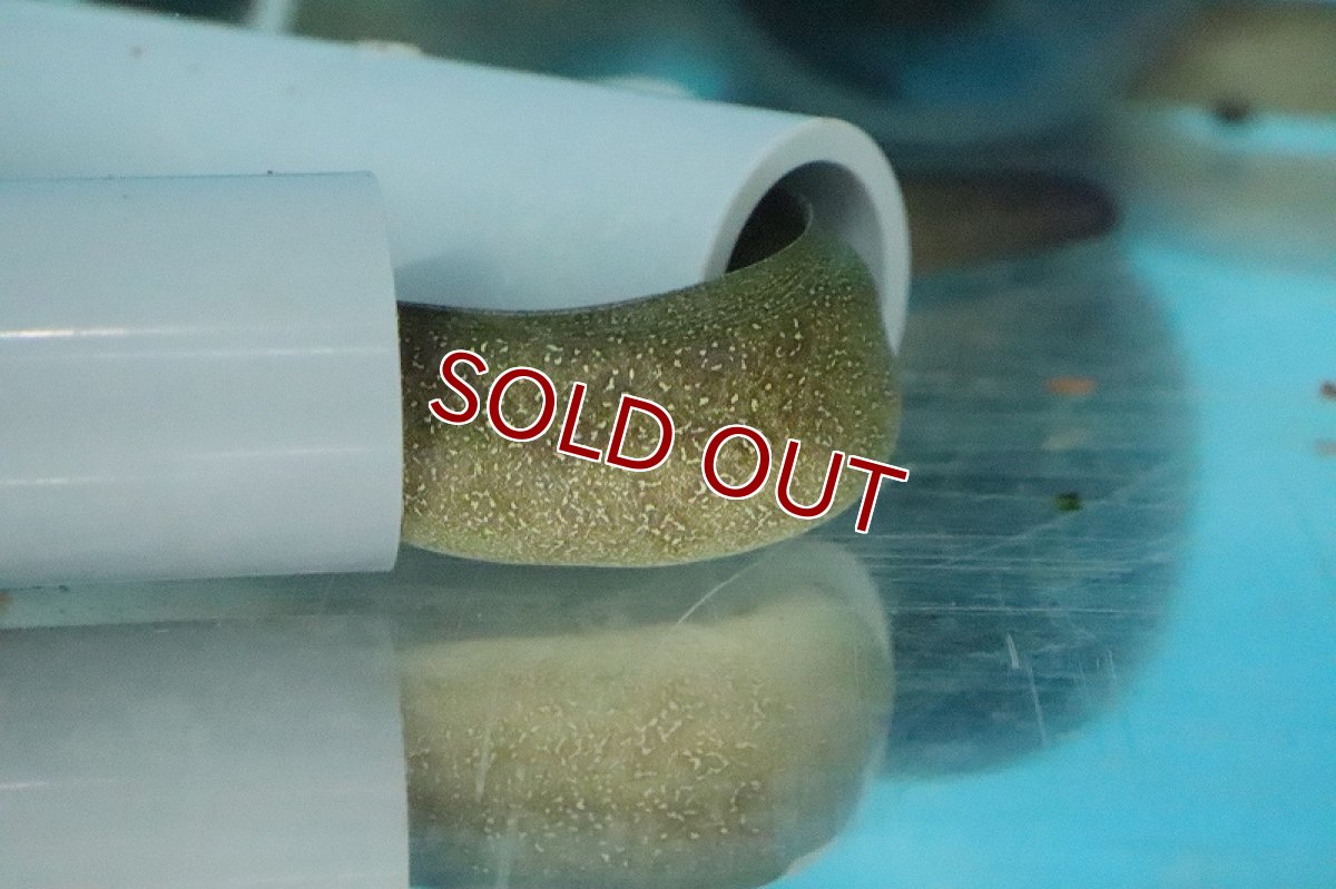 画像4: 【淡水魚】淡水ウツボ ホワイトスポット【１匹 サンプル画像】(±30-40cm)(ウツボ)(生体)(熱帯魚)NK (4)