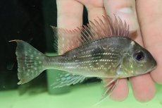 画像1: 【淡水魚】【通販】激安 ゲオファーガス スベニ ワイルド【１匹 サンプル画像】(±8-10cm)(大型魚)(生体)(熱帯魚)NKO (1)