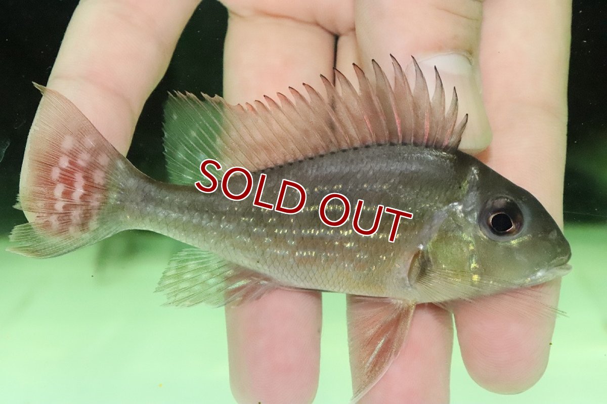 画像2: 【淡水魚】激安 ゲオファーガス スベニ ワイルド【１匹 サンプル画像】(±8-10cm)(大型魚)(生体)(熱帯魚)NKO (2)