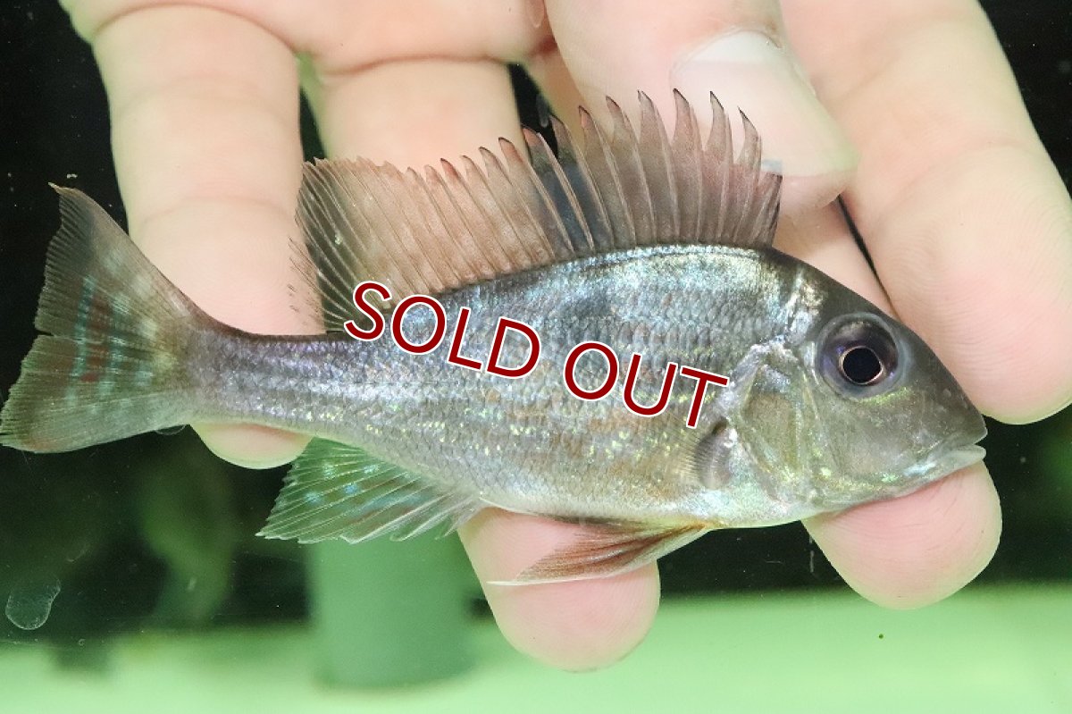 画像3: 【淡水魚】激安 ゲオファーガス スベニ ワイルド【１匹 サンプル画像】(±8-10cm)(大型魚)(生体)(熱帯魚)NKO (3)