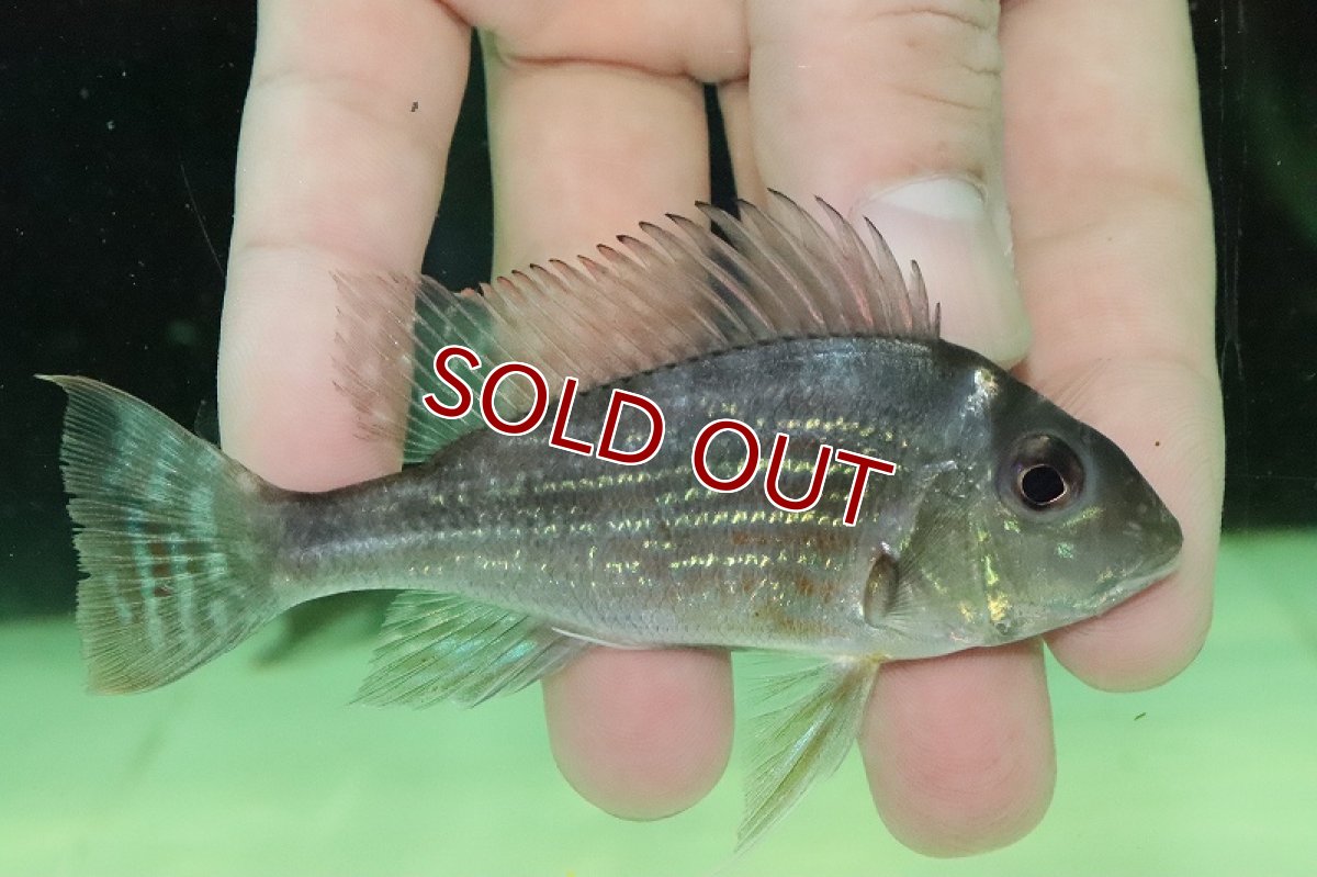 画像4: 【淡水魚】激安 ゲオファーガス スベニ ワイルド【１匹 サンプル画像】(±8-10cm)(大型魚)(生体)(熱帯魚)NKO (4)