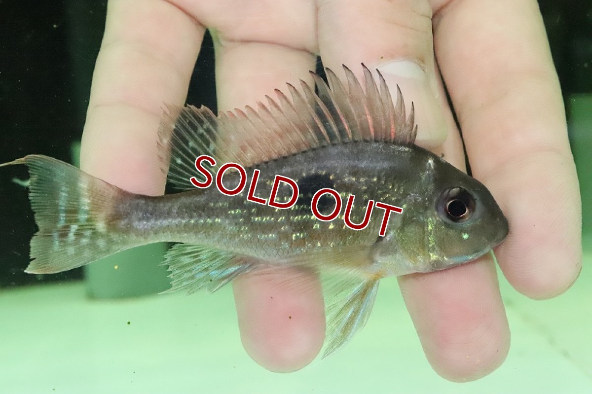 画像5: 【淡水魚】激安 ゲオファーガス スベニ ワイルド【１匹 サンプル画像】(±8-10cm)(大型魚)(生体)(熱帯魚)NKO (5)