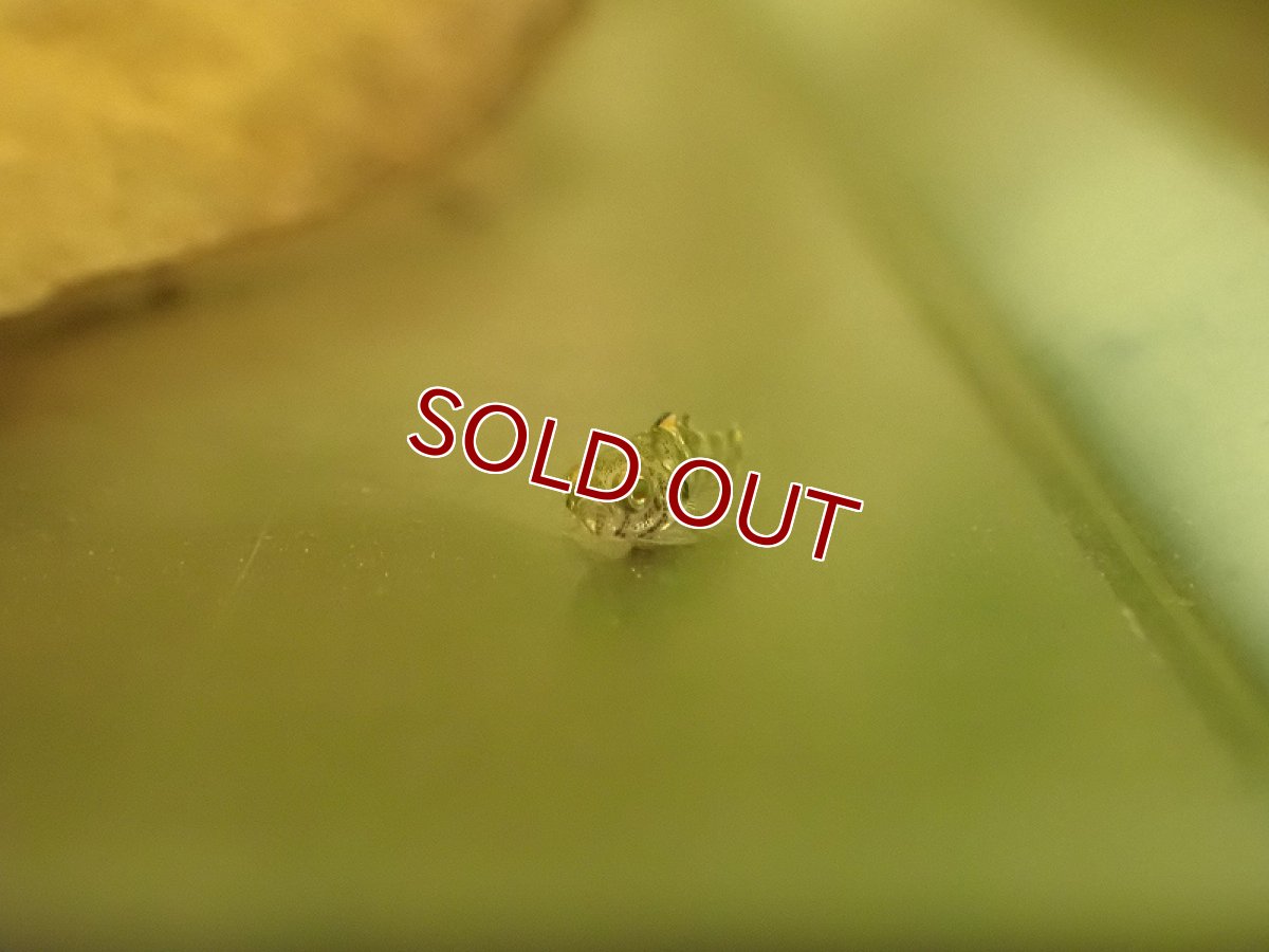 画像2: 【淡水魚】レア種 パンダカギャラクシードワーフゴビー【１匹 サンプル画像】(±3-5mm)(ハゼ)(生体)(熱帯魚)NK (2)