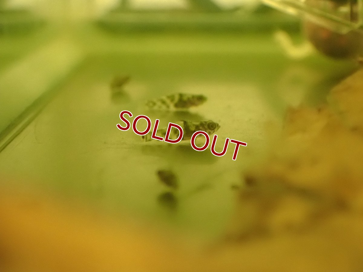 画像3: 【淡水魚】レア種 パンダカギャラクシードワーフゴビー【１匹 サンプル画像】(±3-5mm)(ハゼ)(生体)(熱帯魚)NK (3)