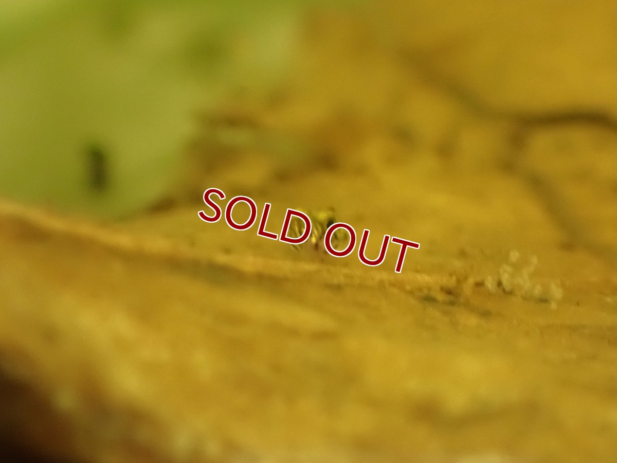 画像4: 【淡水魚】レア種 パンダカギャラクシードワーフゴビー【１匹 サンプル画像】(±3-5mm)(ハゼ)(生体)(熱帯魚)NK (4)