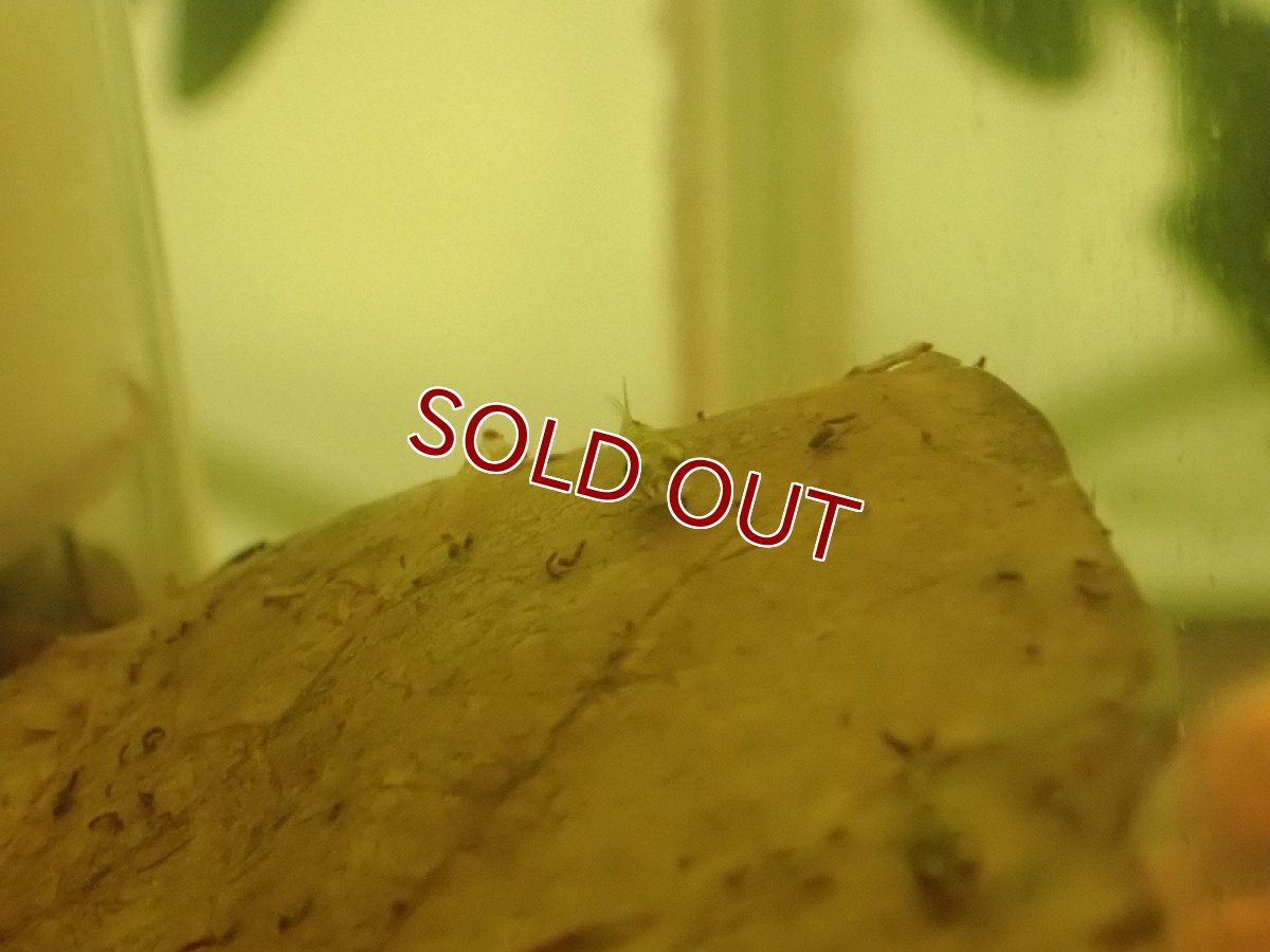 画像5: 【淡水魚】レア種 パンダカギャラクシードワーフゴビー【１匹 サンプル画像】(±3-5mm)(ハゼ)(生体)(熱帯魚)NK (5)