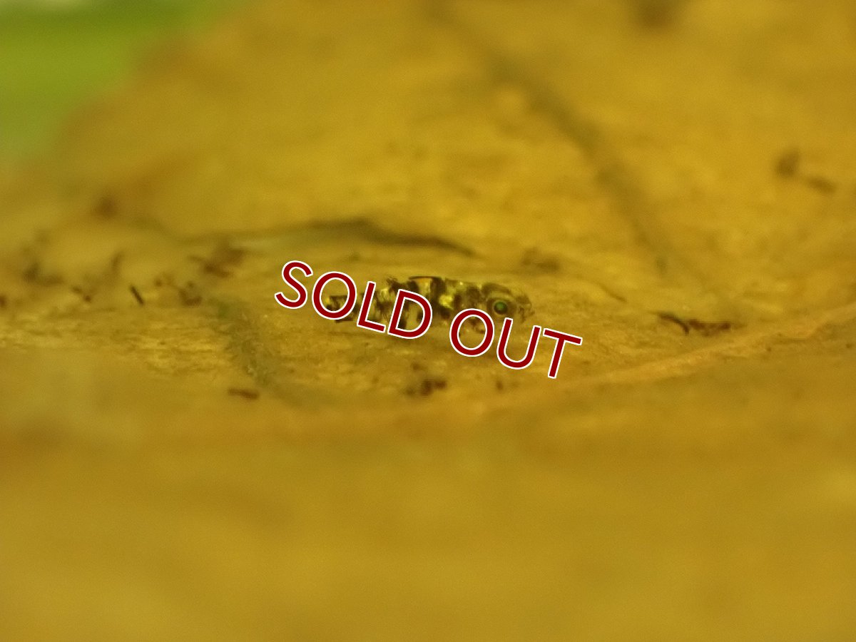 画像6: 【淡水魚】レア種 パンダカギャラクシードワーフゴビー【１匹 サンプル画像】(±3-5mm)(ハゼ)(生体)(熱帯魚)NK (6)