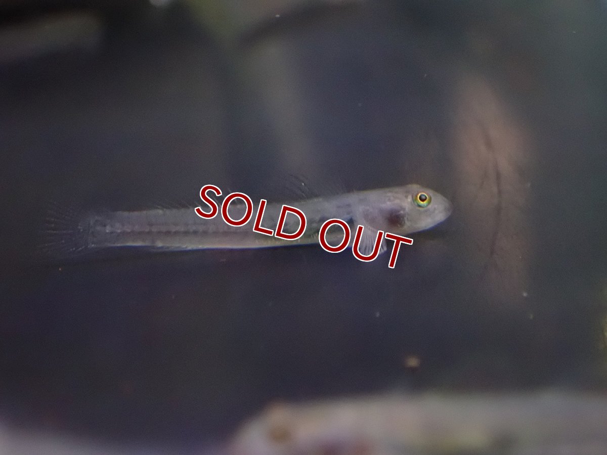 画像2: 【淡水魚】ブルーベリーレッドネオンゴビー【１匹 サンプル画像】(±4-5mm)(ハゼ)(生体)(熱帯魚)NK (2)