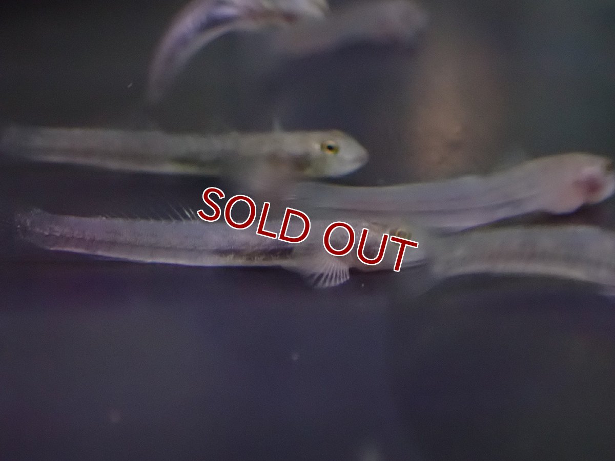 画像3: 【淡水魚】ブルーベリーレッドネオンゴビー【１匹 サンプル画像】(±4-5mm)(ハゼ)(生体)(熱帯魚)NK (3)